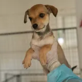 Imagen de campaña: El abandono irresponsable es una URGENCIA Imagen de campaña: El abandono irresponsable es una URGENCIA