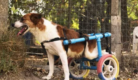 Las mascotas sin hogar necesitan de tu solidaridad Las mascotas sin hogar necesitan de tu solidaridad