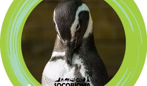 Tu ayuda nos permite seguir rescatando a nuestra fauna silvestre.