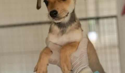 El abandono irresponsable es una URGENCIA