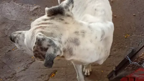 El impacto de una alimentación adecuada en la salud de los perros
