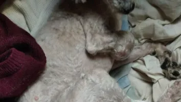 El creciente problema de los perros callejeros en Uruguay