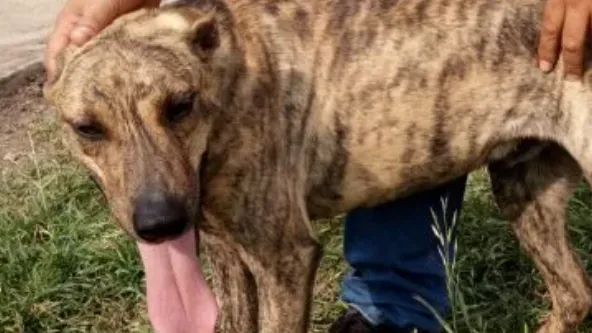 El rol de los refugios en la transformación de vidas caninas