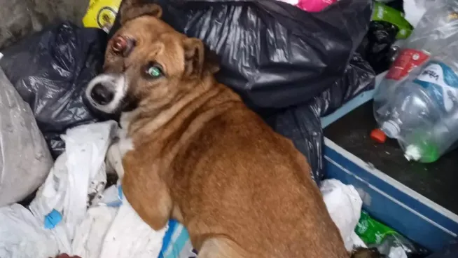 ¿Por qué la educación es crucial para mejorar la vida de los animales de compañía?