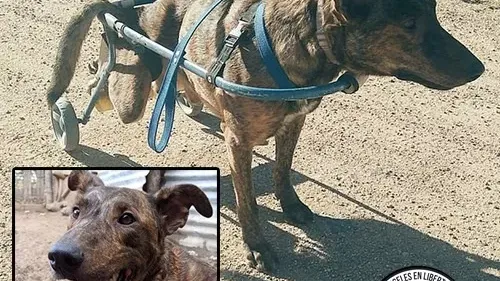 Las increíbles transformaciones de animales rescatados: historias de esperanza y recuperación