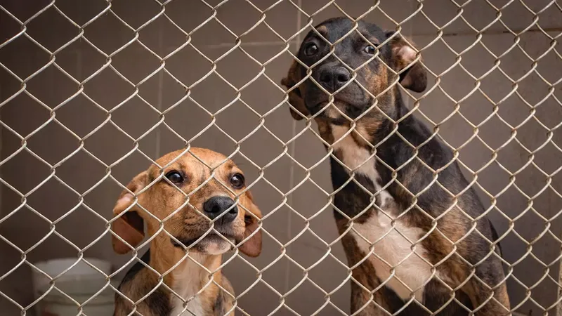 La labor invisible de los voluntarios en las protectoras de animales