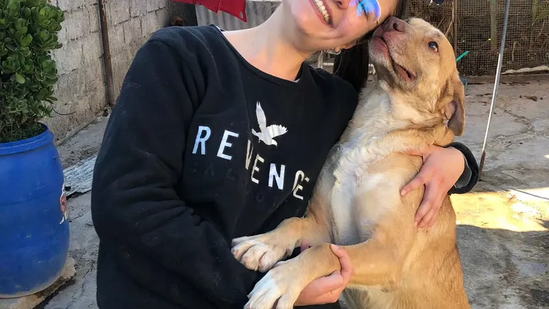 Maneras de apoyar refugios de animales locales