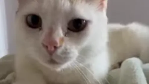 Cómo comenzar tu propia iniciativa de asistencia animal