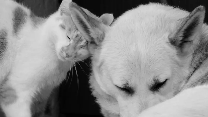 Cómo contribuir a la mejora de los refugios de animales: una guía para personas comprometidas