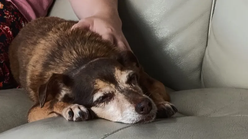 El poder de la adopción responsable: un acto de amor que cambia vidas